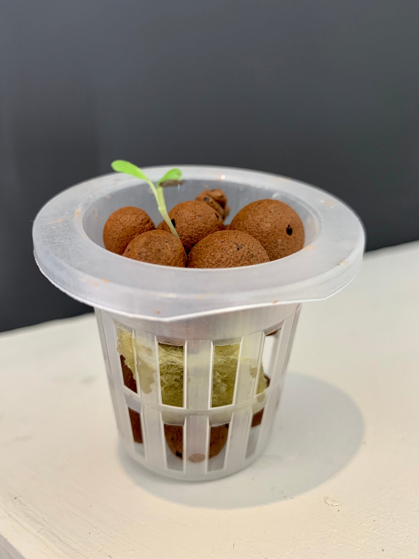 Seed-starter kit with 60+ seeds, propagator & Rockwool